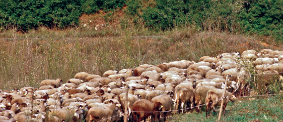 ¿Qué sabes de la Red Natura 2000?